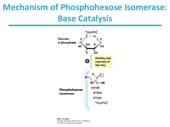 Mechanism of Phosphohexose Isomerase: Base Catalysis 