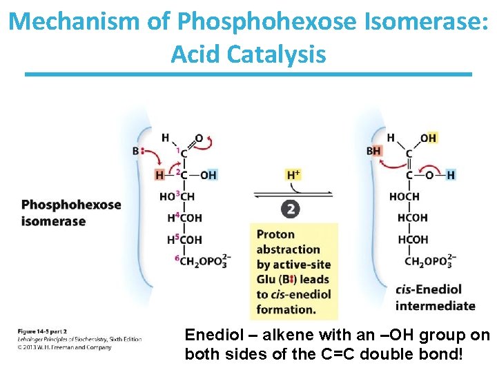 Mechanism of Phosphohexose Isomerase: Acid Catalysis Enediol – alkene with an –OH group on