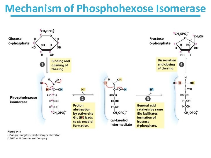 Mechanism of Phosphohexose Isomerase 