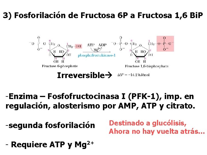 3) Fosforilación de Fructosa 6 P a Fructosa 1, 6 Bi. P Irreversible -Enzima