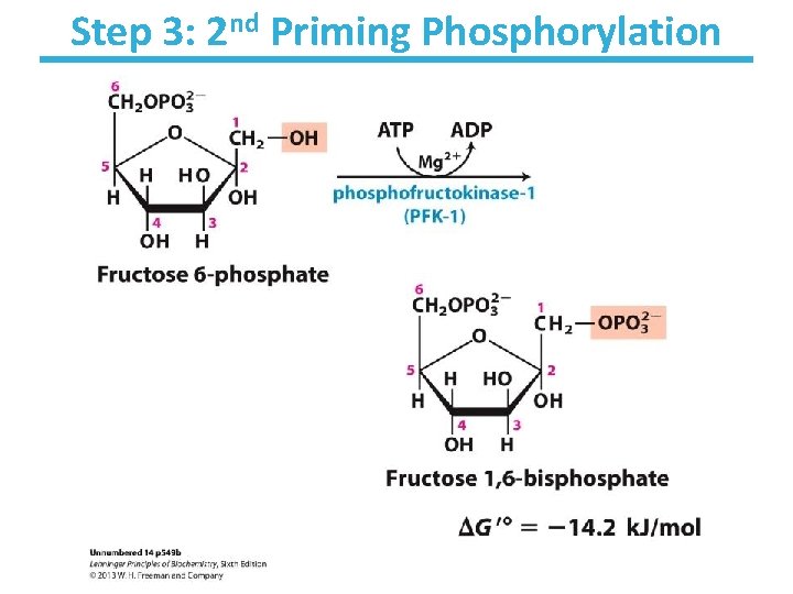 Step 3: 2 nd Priming Phosphorylation 