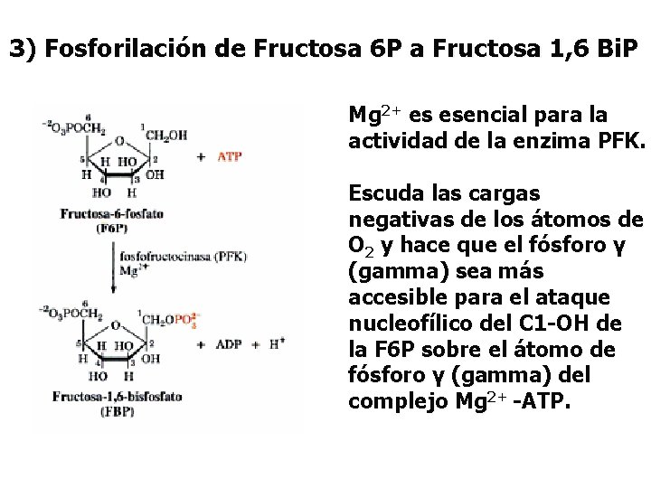 3) Fosforilación de Fructosa 6 P a Fructosa 1, 6 Bi. P Mg 2+