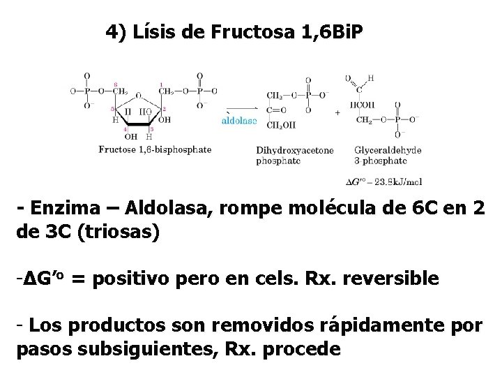 4) Lísis de Fructosa 1, 6 Bi. P - Enzima – Aldolasa, rompe molécula