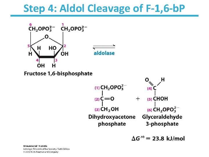 Step 4: Aldol Cleavage of F-1, 6 -b. P 