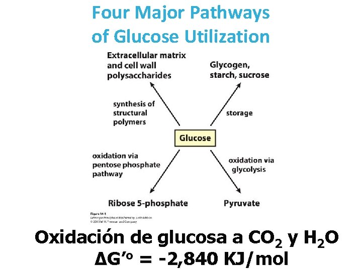 Four Major Pathways of Glucose Utilization Oxidación de glucosa a CO 2 y H