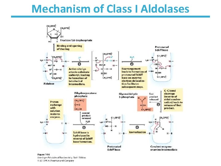 Mechanism of Class I Aldolases 