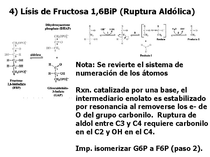 4) Lísis de Fructosa 1, 6 Bi. P (Ruptura Aldólica) Nota: Se revierte el
