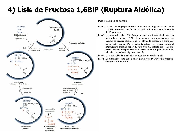 4) Lísis de Fructosa 1, 6 Bi. P (Ruptura Aldólica) 