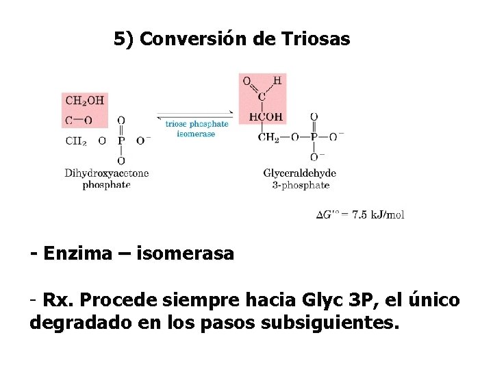 5) Conversión de Triosas - Enzima – isomerasa - Rx. Procede siempre hacia Glyc