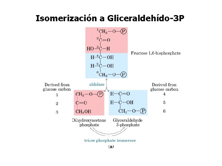 Isomerización a Gliceraldehído-3 P 