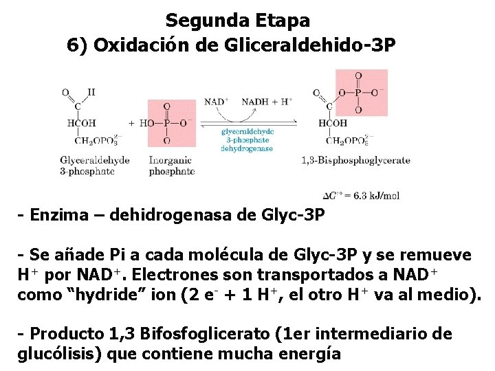 Segunda Etapa 6) Oxidación de Gliceraldehido-3 P - Enzima – dehidrogenasa de Glyc-3 P