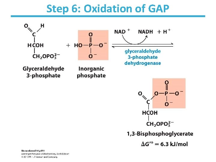 Step 6: Oxidation of GAP 