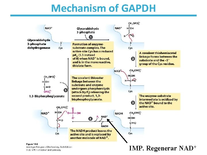 Mechanism of GAPDH IMP. Regenerar NAD+ 