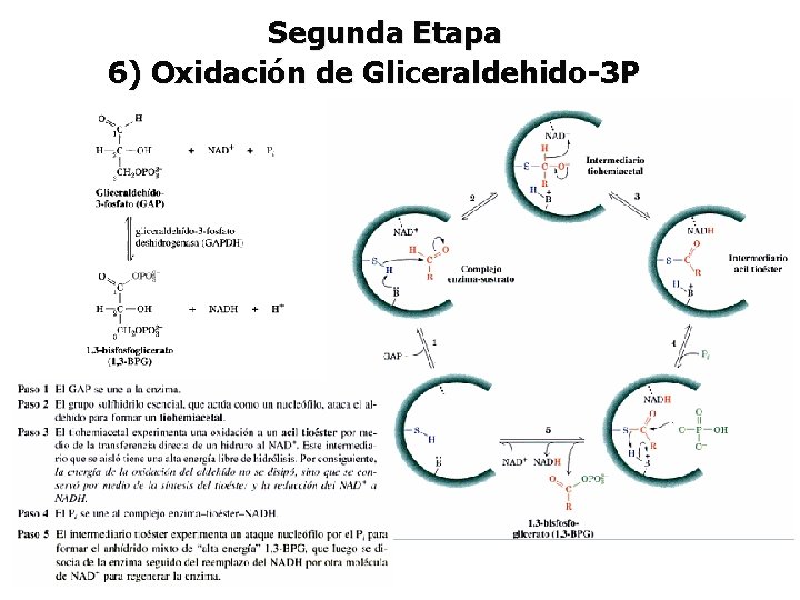 Segunda Etapa 6) Oxidación de Gliceraldehido-3 P 