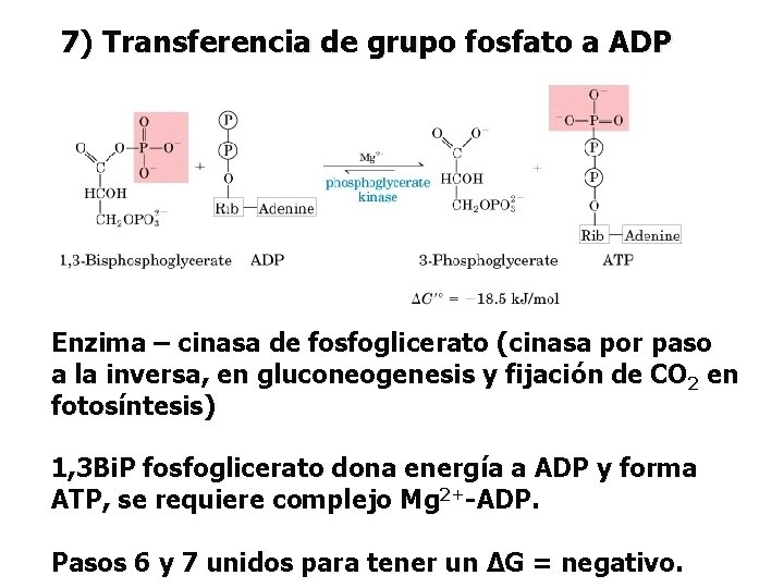 7) Transferencia de grupo fosfato a ADP Enzima – cinasa de fosfoglicerato (cinasa por