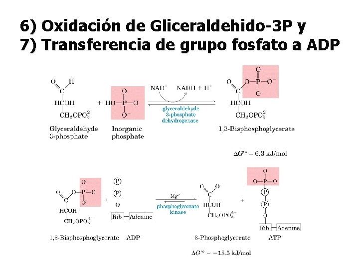 6) Oxidación de Gliceraldehido-3 P y 7) Transferencia de grupo fosfato a ADP 