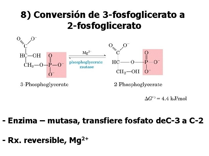 8) Conversión de 3 -fosfoglicerato a 2 -fosfoglicerato - Enzima – mutasa, transfiere fosfato