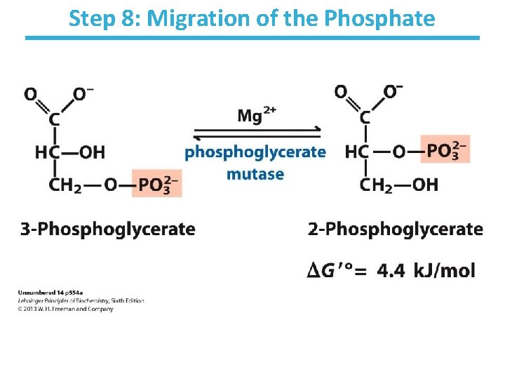 Step 8: Migration of the Phosphate 