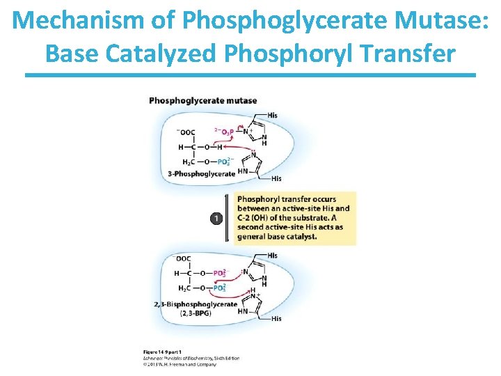 Mechanism of Phosphoglycerate Mutase: Base Catalyzed Phosphoryl Transfer 