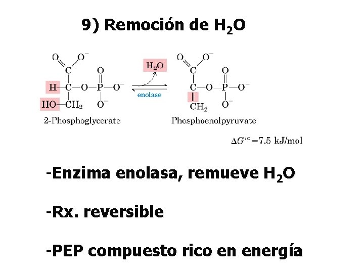 9) Remoción de H 2 O -Enzima enolasa, remueve H 2 O -Rx. reversible