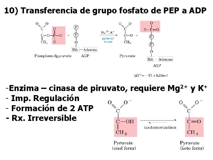 10) Transferencia de grupo fosfato de PEP a ADP -Enzima – cinasa de piruvato,