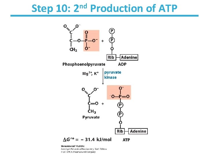 Step 10: 2 nd Production of ATP 