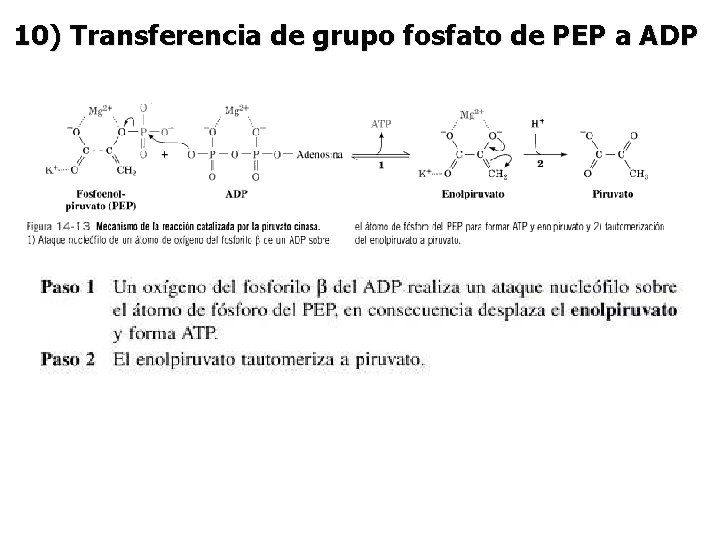 10) Transferencia de grupo fosfato de PEP a ADP 