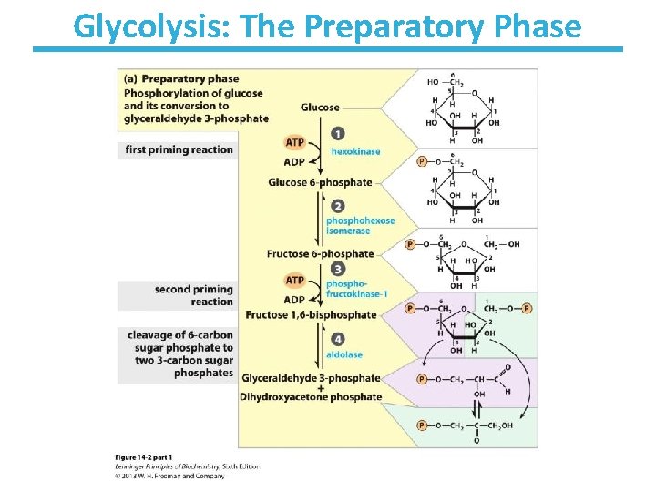 Glycolysis: The Preparatory Phase 