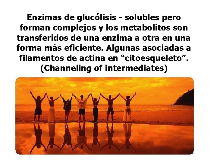 Enzimas de glucólisis - solubles pero forman complejos y los metabolitos son transferidos de