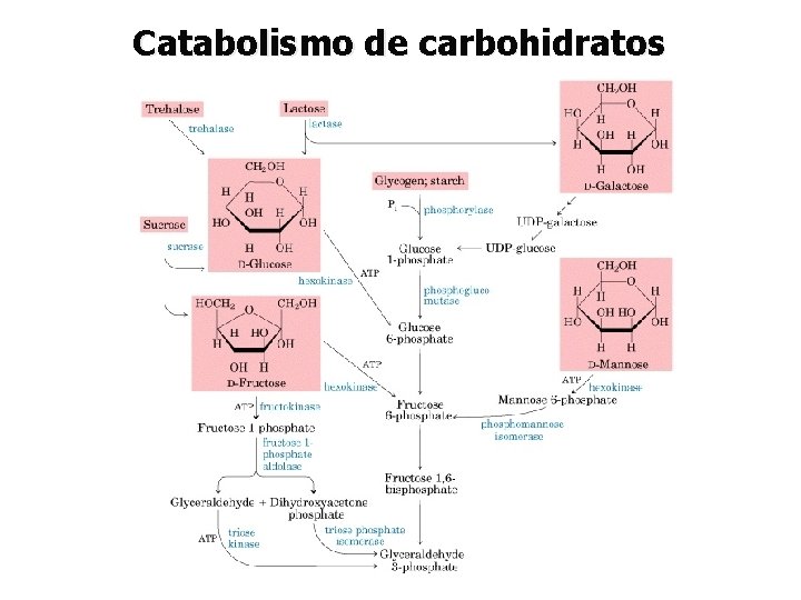 Catabolismo de carbohidratos 