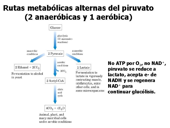 Rutas metabólicas alternas del piruvato (2 anaeróbicas y 1 aeróbica) No ATP por O