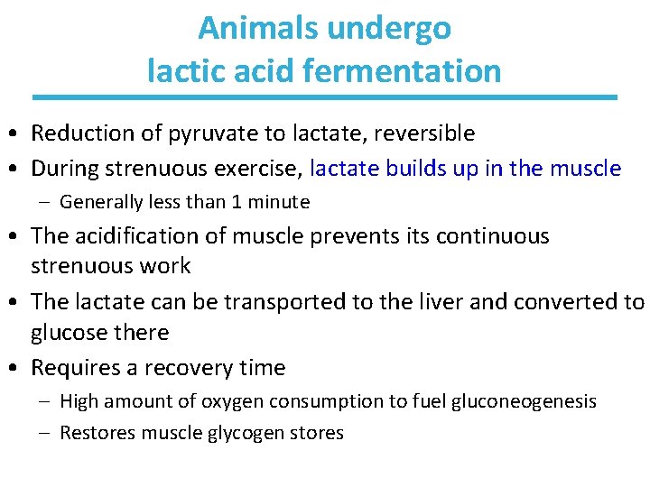 Animals undergo lactic acid fermentation • Reduction of pyruvate to lactate, reversible • During