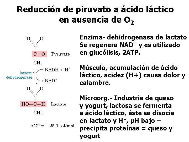 Reducción de piruvato a ácido láctico en ausencia de O 2 Enzima- dehidrogenasa de