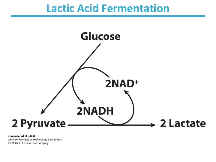 Lactic Acid Fermentation 