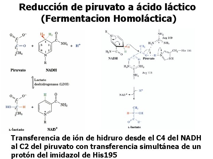 Reducción de piruvato a ácido láctico (Fermentacion Homoláctica) Transferencia de ión de hidruro desde