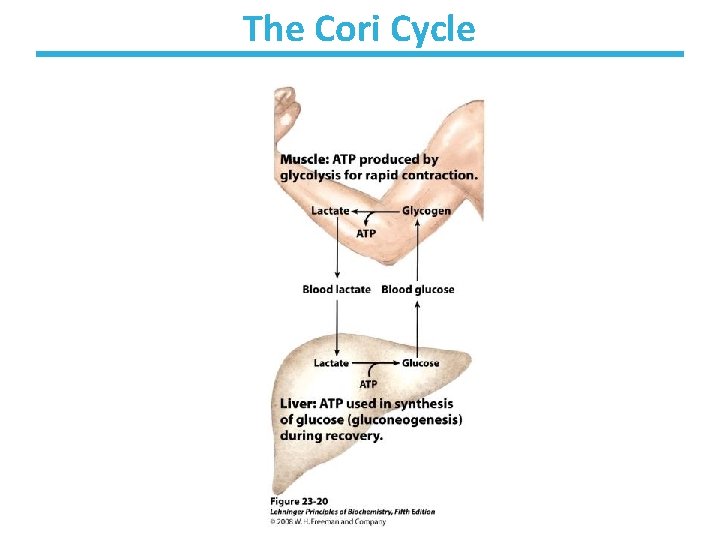 The Cori Cycle 