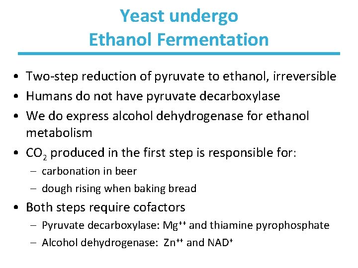 Yeast undergo Ethanol Fermentation • Two-step reduction of pyruvate to ethanol, irreversible • Humans