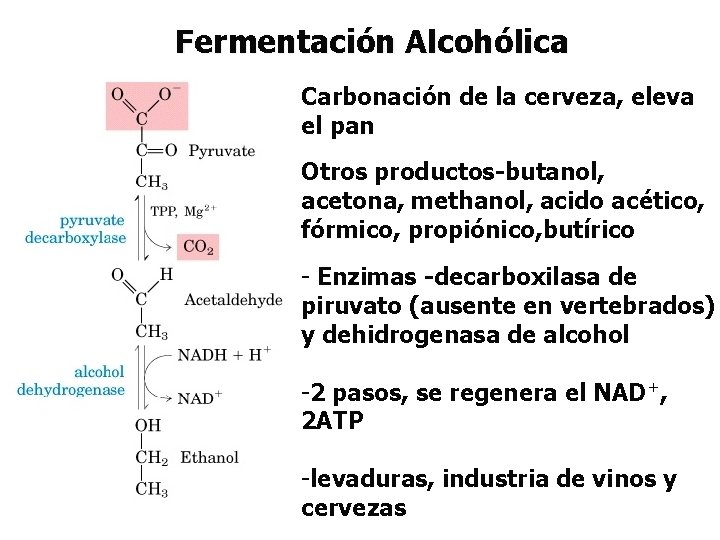 Fermentación Alcohólica Carbonación de la cerveza, eleva el pan Otros productos-butanol, acetona, methanol, acido