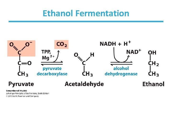 Ethanol Fermentation 