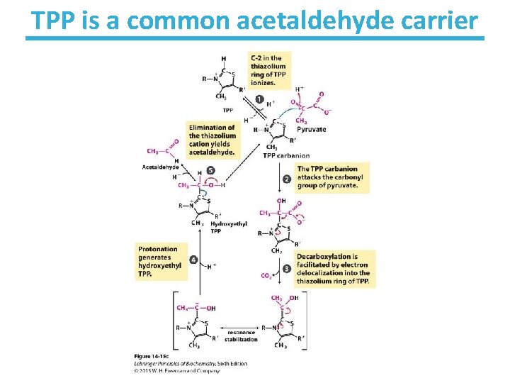 TPP is a common acetaldehyde carrier 