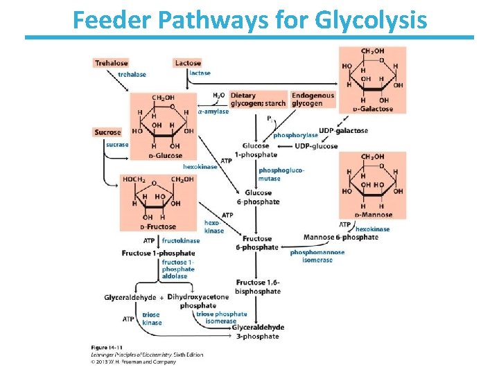 Feeder Pathways for Glycolysis 