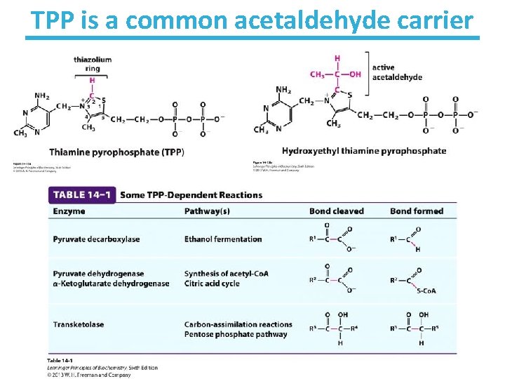TPP is a common acetaldehyde carrier 