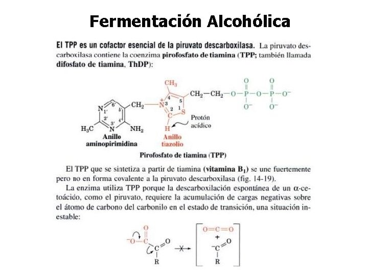Fermentación Alcohólica 