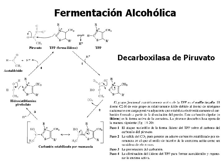 Fermentación Alcohólica Decarboxilasa de Piruvato 