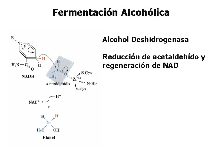 Fermentación Alcohólica Alcohol Deshidrogenasa Reducción de acetaldehído y regeneración de NAD 