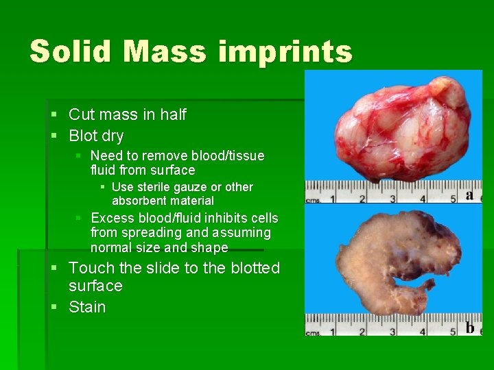 Solid Mass imprints § Cut mass in half § Blot dry § Need to