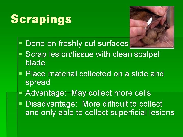 Scrapings § Done on freshly cut surfaces § Scrap lesion/tissue with clean scalpel blade