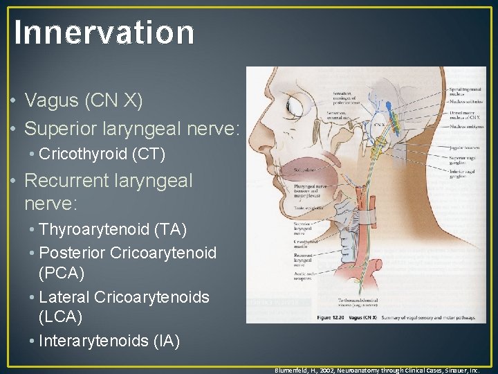 Innervation • Vagus (CN X) • Superior laryngeal nerve: • Cricothyroid (CT) • Recurrent