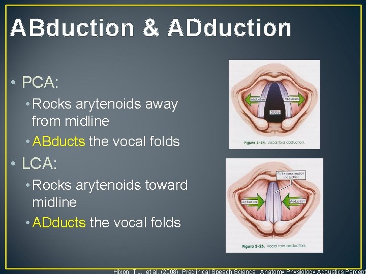ABduction & ADduction • PCA: • Rocks arytenoids away from midline • ABducts the