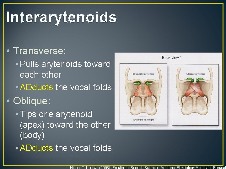 Interarytenoids • Transverse: • Pulls arytenoids toward each other • ADducts the vocal folds